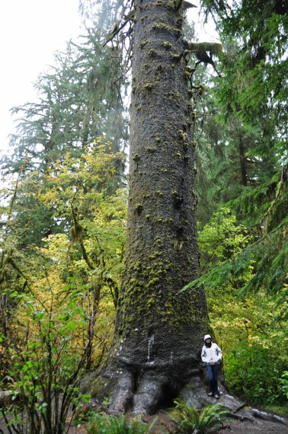 Admirando a gigantesca Sitka Spruce de 600 anos e 70 metros de altura, na Hoh Forest, no Olympic National Park, no estado de Washington, oeste dos Estados Unidos